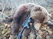 BrownBear223.jpg
