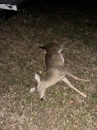 IMG_8285.jpeg