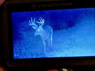 IMG_1954.jpeg