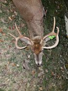 IMG_20241130_185552.jpg