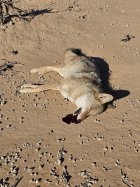 Yote Head Shot.jpg