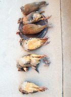chukah.jpg