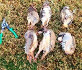 chukar 12-20-24.jpg