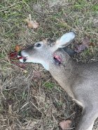 IMG_2282.jpeg