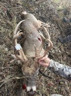 Freak buck 24-2.jpg