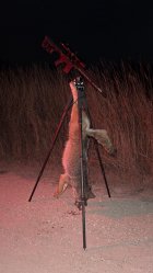 coyote 1-25.jpg