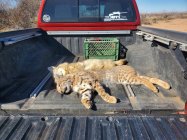 Bobcat.jpg