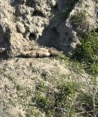 IMG_0196.jpeg