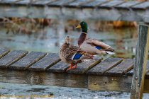 Mead Swans-10.jpg