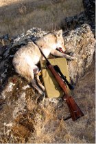 M38_coyote.1.jpg