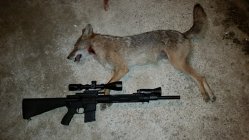 JP Rifles with Coyote R.jpg