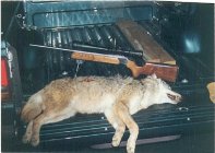 yote-dog.jpg