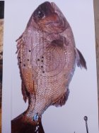 Week 6 Fish.jpg