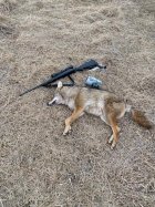 Randy's yote2.jpg