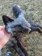 black fox3.jpg