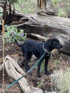 IMG_0485.jpeg