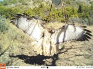 Red-tailed Hawk at Tripod Feeder 121517.JPG