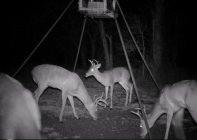 Bucks.JPG