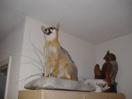 Gray Fox.jpg