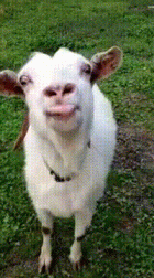 4500b56494262eea0bcce87a15e5dafe334f506e56627b2dda58610072904b06.gif
