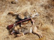 M21 + coyotes.jpg