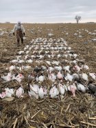 snow geese.jpg