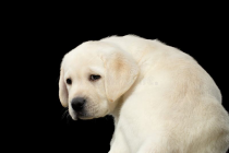 1742994632463.png