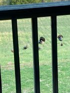 IMG_1241.jpeg