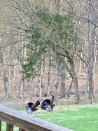 IMG_1256.jpeg