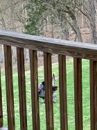 IMG_1247.jpeg