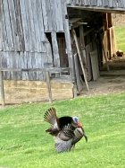 IMG_1254.jpeg