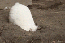 rabbit hole 2.gif