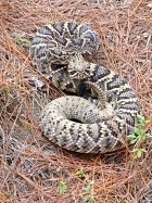 IMG_20201006_123838116.jpg
