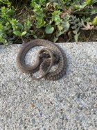IMG_9887.jpeg