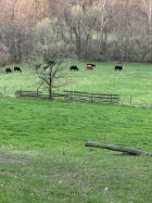 IMG_6481.jpeg