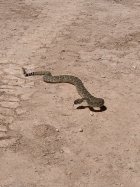 IMG_1271.jpeg