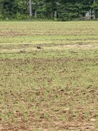 IMG_8067.jpeg