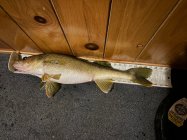 IMG_7878.jpeg