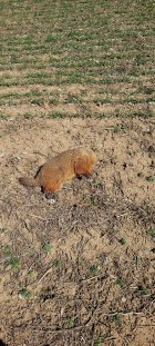 hog1.jpg