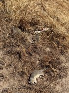 IMG_0337.jpeg