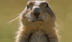 1747786115889.gif