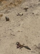 IMG_0393.jpeg