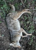 IMG_2938.jpeg