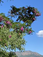 IMG_0617.jpeg