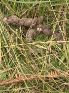IMG_0200.jpeg