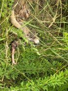 IMG_0199.jpeg