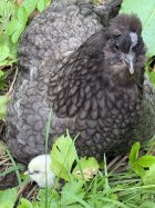 IMG_0866.jpeg