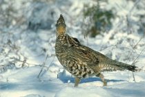 Partridgestrutting.jpg Partridgestrutting.jpg