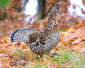 ruffed-grouse.jpg ruffed-grouse.jpg