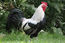B&W rooster.jpg
